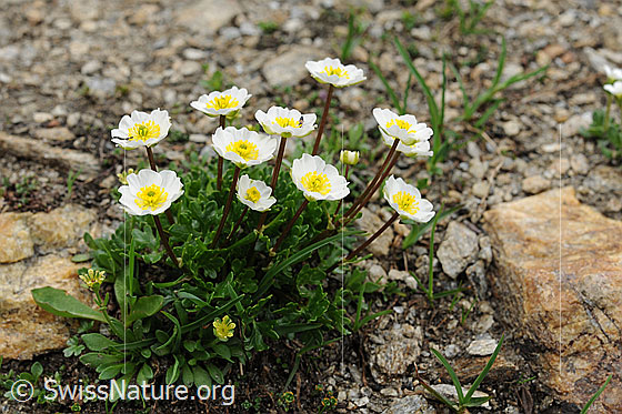 Foto: Alpen-Hahnenfuss zwischen Steinen
Lat.: Ranunculus alpestris 
Familie: Ranunculaceae (Hahnenfussgewächse)
Unterfamilie: Ranunculoideae  
Gattung: Ranunculus (Hahnenfuss)