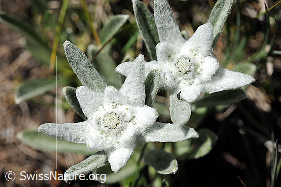 Foto: Edelweiss, Blüten
Lat.: Leontopodium alpinum
Familie: Asteraceae (Korbblütler)