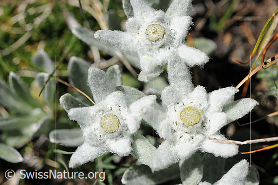 Foto: Drei Blüten des Edelweiss. Das Edelweiss ist eine Pflanze, welche in karger Umgebung in Höhen ab ca. 2000m wächst und blüht.
Lat.: Leontopodium alpinum
Familie: Asteraceae (Korbblütler)