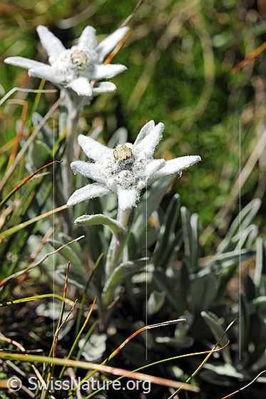 Foto: Alpen-Edelweiss, ganze Pflanze
Lat.: Leontopodium alpinum
Familie: Asteraceae (Korbblütler)