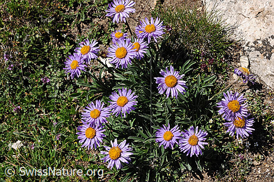 Foto: Alpen-Aster 
Lat.: Aster alpinus 
Familie: Asteraceae