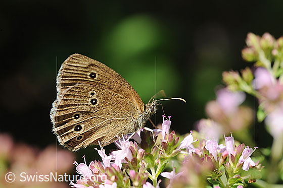 Foto: Brauner Waldvogel (Aphantopus hyperantus) auf Echtem Dost (Origanum vulgare). Auf Blüte sitzend. Flügel geschlossen. Ansicht von der Seite.