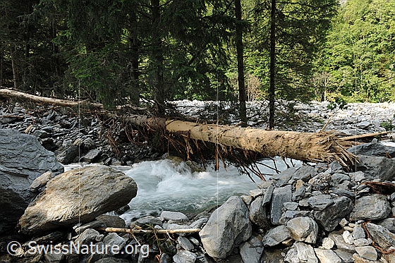 Foto: Geschiebe in der Aare bei Hohfluh nach den Murgängen im Spreitgraben (Spreitlauigraben, Grimselpass). Das Flussbett wurde durch die Murgänge mehr als 10 Meter hoch aufgefüllt. Der Fluss sucht sich einen neuen Lauf durch die Geschiebeablagerungen. Die Naturgewalt dieses Ereignisses ist an den zahlreichen mitgeführten Felsblöcken und dem geschundenen Baumstamm erkennbar.