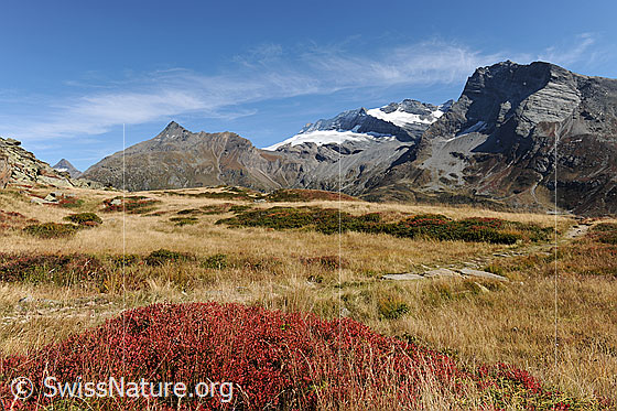 Foto: Vegetation in den Herbstfarben am Simplon. Ein Wanderweg führt durch die Herbstlandschaft mit rötlichen Heidelbeersträuchern und herbstlich gefärbtem Gras. Im Hintergrund sind Wasenhorn, Monte Leone und Hübschhorn zu sehen.
Gletscher: Chaltwassergletscher und Homattugletscher