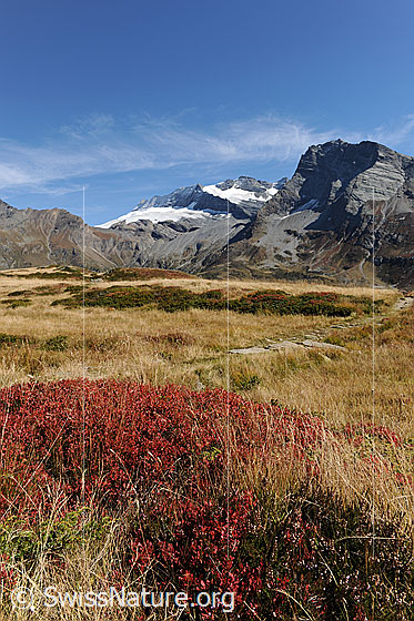 Foto: Vegetation in den Herbstfarben. Ein Wanderweg führt durch die Herbstlandschaft mit rötlichen Heidelbeersträuchern und herbstlich gefärbtem Gras. Im Hintergrund sind Wasenhorn, Monte Leone und Hübschhorn zu sehen.
Gletscher: Chaltwassergletscher und Homattugletscher