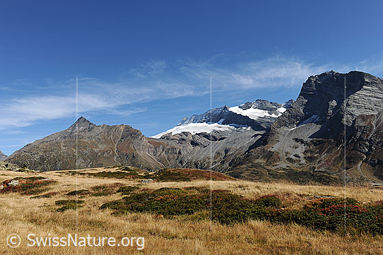 Foto: Wasenhorn, Monte Leone, Hübschhorn mit herbstlicher Vegetation im Vordergrund.
Gletscher: Chaltwassergletscher und Homattugletscher