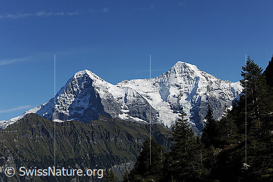 Foto: Eiger und Mönch mit erstem Schnee im Herbst. Darüber blauer Himmel. 
Gletscher: Eigergletscher