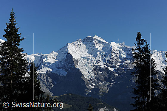 Foto: Jungfrau im Herbst aufgenommen. Blick zwischen Tannenspitzen zum weissen Berggipfel.
Gletscher: Guggigletscher, Giesengletscher und Silberhorngletscher
