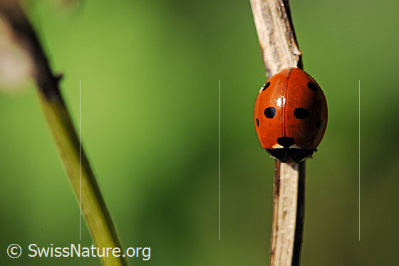 Foto: Siebenpunkt Marienkäfer (Coccinella septempunctata) an Ästchen.