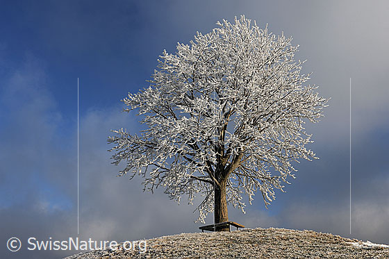Foto: Raureif an Baum auf Hügel mit Nebelstimmung im Hintergrund.