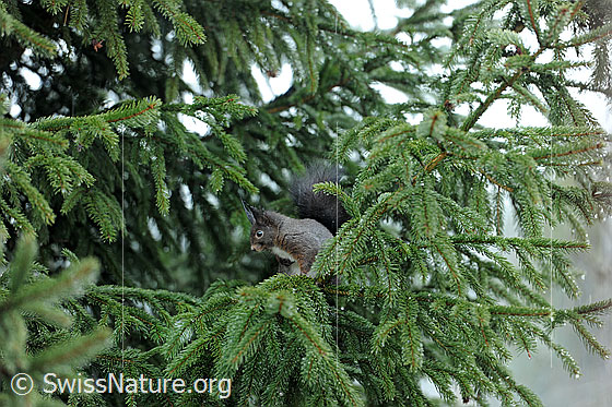 Foto: Eichhörnchen (Sciurus vulgaris) auf Tannenzweig sitzend.