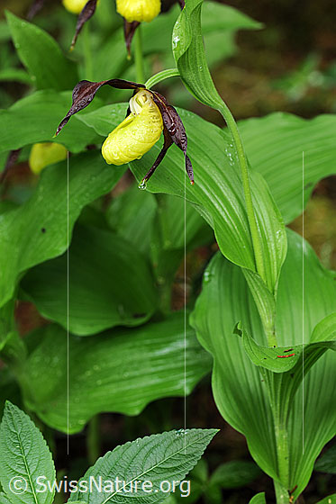 Foto: Frauenschuh (Blüte, Blatt und Stengel)
Umgebung: Lichter Wald.
Lat.: Cypripedium calceolus
Familie: Orchidaceae (Orchideen)