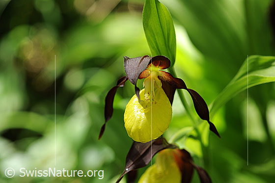 Foto: Frauenschuh, Blüte (Orchidee)
Umgebung: Lichter Wald.
Lat.: Cypripedium calceolus
Familie: Orchidaceae (Orchideen)