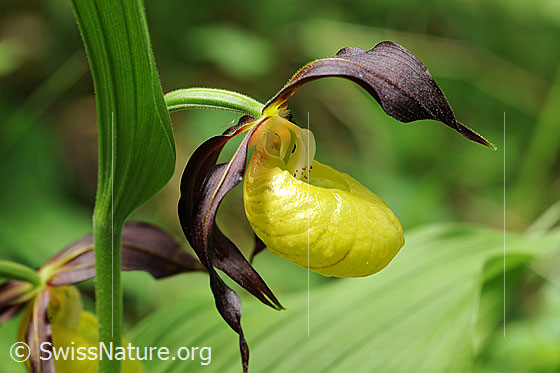 Foto: Frauenschuh, Blüte der Orchidee
Umgebung: Lichter Wald.
Lat.: Cypripedium calceolus
Familie: Orchidaceae (Orchideen)
Der Frauenschuh ist die einheimische Orchidee mit den grössten Blüten.