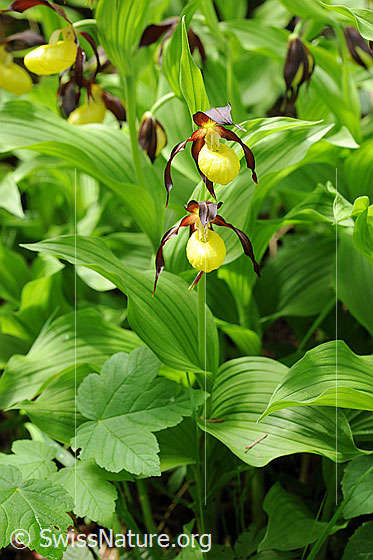 Foto: Frauenschuh (Orchideen). Ansicht der ganzen Pflanze.
Umgebung: Lichter Wald.
Lat.: Cypripedium calceolus
Familie: Orchidaceae (Orchideen)