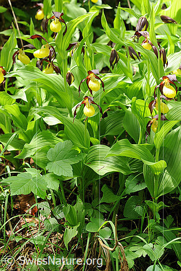 Foto: Orchideen: Frauenschuh (ganzer Pflanzenstock)
Umgebung: Lichter Wald.
Lat.: Cypripedium calceolus
Familie: Orchidaceae (Orchideen)
