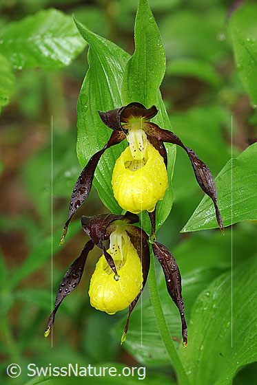 Foto: Frische, gelbe Blüten des Frauenschuh (Orchidee). 
Umgebung: Lichter Wald.
Lat.: Cypripedium calceolus
Familie: Orchidaceae (Orchideen)