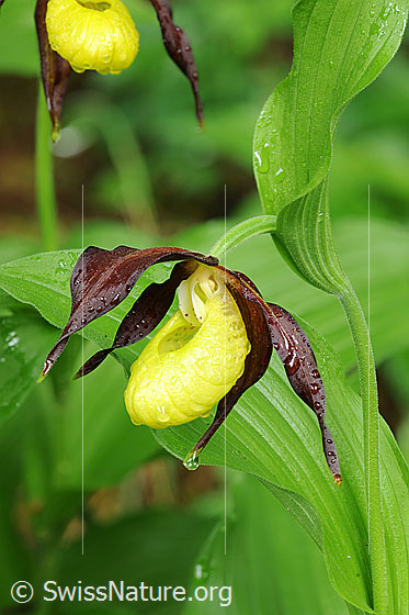 Foto: Frauenschuh mit Regentropfen (Blüte, Stengel und Blatt der Orchidee).
Umgebung: Lichter Wald.
Lat.: Cypripedium calceolus
Familie: Orchidaceae (Orchideen)