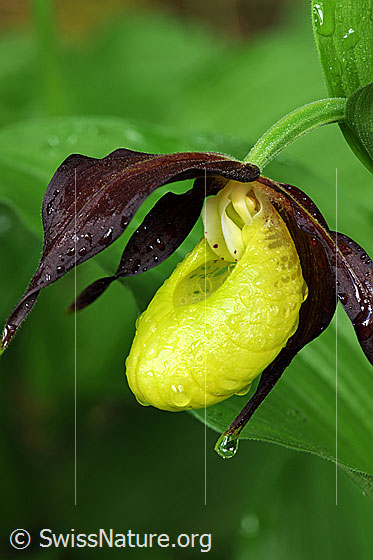 Foto: Blüte des Frauenschuh mit Wassertropfen.
Umgebung: Lichter Wald.
Lat.: Cypripedium calceolus
Familie: Orchidaceae (Orchideen)