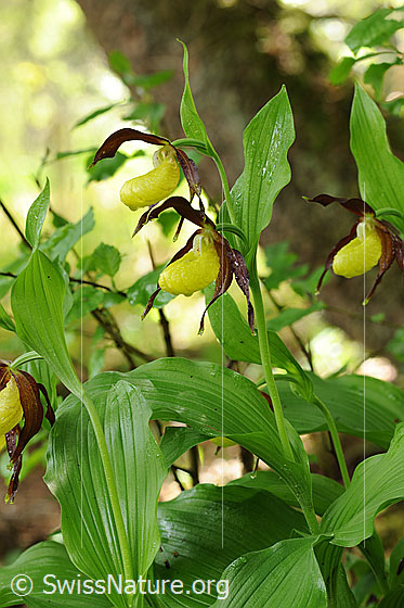 Foto: Frauenschuh (Orchidee). Ansicht der ganzen Pflanze (Blüten, Stengel und Blätter).
Umgebung: Lichter Wald.
Lat.: Cypripedium calceolus
Familie: Orchidaceae (Orchideen)