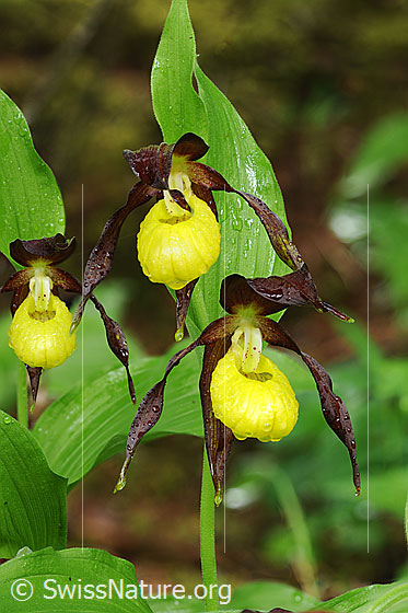 Foto: Frauenschuh, Orchidee
Umgebung: Lichter Wald.
Lat.: Cypripedium calceolus
Familie: Orchidaceae (Orchideen)