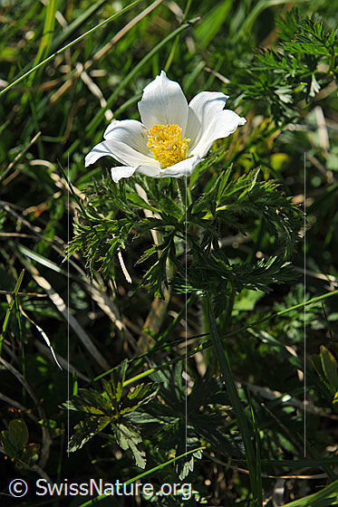 Weisse Alpen-Anemone