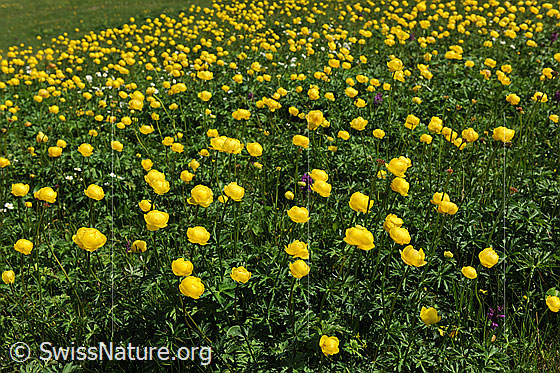 Foto: Gelbe Blumenwiese (Bergfrühling) mit zahlreichen Blüten der Ankebälli.
Europäische Trollblume
Lat.: Trollius europaeus 
Familie: Ranunculaceae