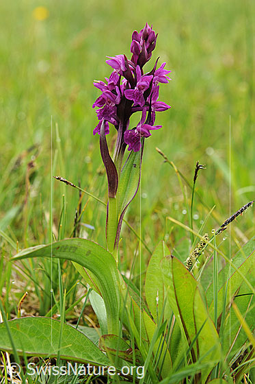 Foto: Fleischrotes Knabenkraut
Lat.: Dactylorhiza incarnata
Familie: Orchidaceae