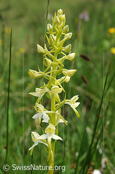 Photo: Platanthera bifolia. Inflorescence.
Lat.: Platanthera bifolia
Family: Orchidaceae
Subfamily: Orchidoideae
Genus: Platanthera