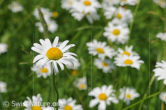 Photo: Leucanthemum vulgare. Blossoms.