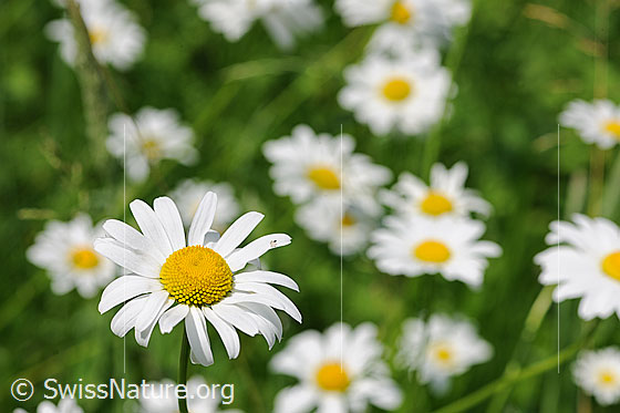 Photo: Leucanthemum vulgare. Blossoms.