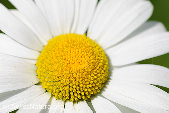 Photo: Leucanthemum vulgare. Close-up view of a flower.