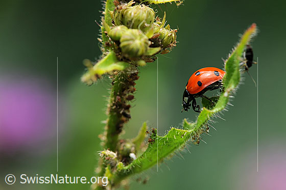 Siebenpunkt Marienkäfer (Coccinella septempunctata)