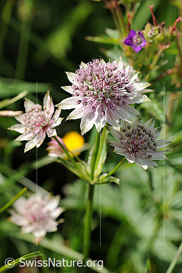 Foto: Grosse Sterndolde
Lat.: Astrantia major
Familie: Apiaceae (Doldengewächse)
