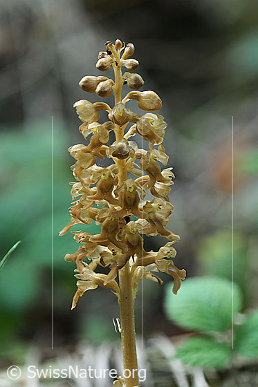 Foto: Nestwurz (Neottia nidus-avis). Blütenstand.