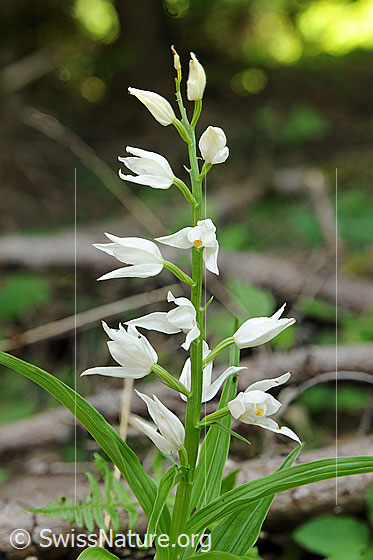 Langblättriges Waldvögelein (Cephalanthera longifolia)