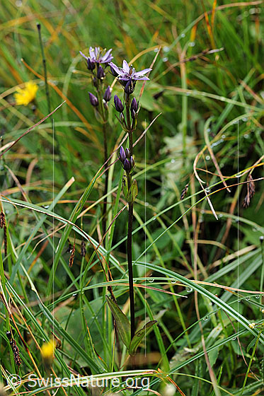 Foto: Moorenzian (Swertia perennis). Ganze Pflanze (Habitus)
Umgebung: Flachmoor.
Lat.: Swertia perennis
Familie: Gentianaceae (Enziangewächse)
Gattung: Swertia