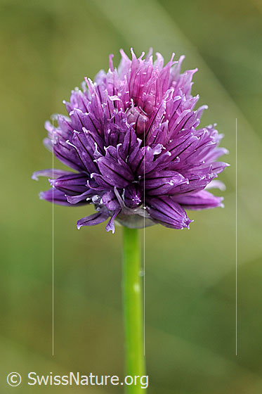 Schnittlauch (Allium schoenoprasum)