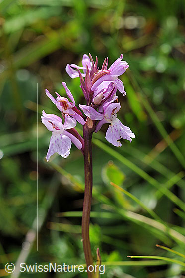 Foto: Wahrscheinlich Lappländisches Knabenkraut (Dactylorhiza lapponica). Blütenstand.
Lat.: Dactylorhiza lapponica
Familie: Orchidaceae (Orchideen)
Unterfamilie: Orchidoideae
Gattung: Dactylorhiza (Knabenkräuter)