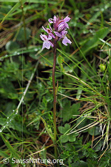 Foto: Wahrscheinlich Lappländisches Knabenkraut (Dactylorhiza lapponica). Ganze Pflanze (Habitus).
Lat.: Dactylorhiza lapponica
Familie: Orchidaceae (Orchideen)
Unterfamilie: Orchidoideae
Gattung: Dactylorhiza (Knabenkräuter)