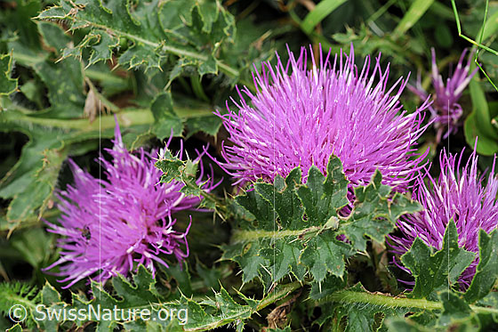 Stängellose Kratzdistel (Cirsium acaule)