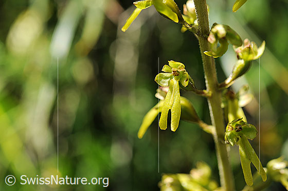 Foto: Grosses Zweiblatt, Blüten