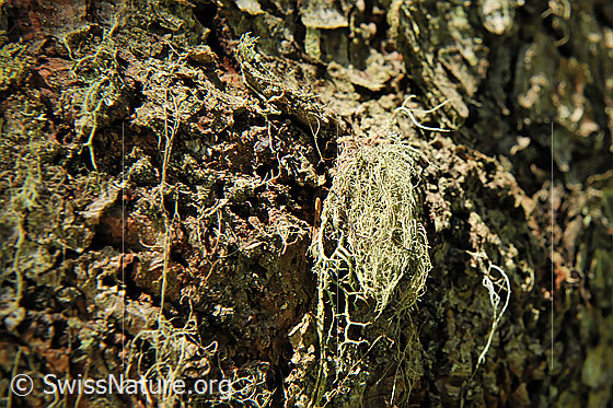 Foto: Bartflechte an Baumstamm.
Lat.: Usnea
Familie: Parmeliaceae