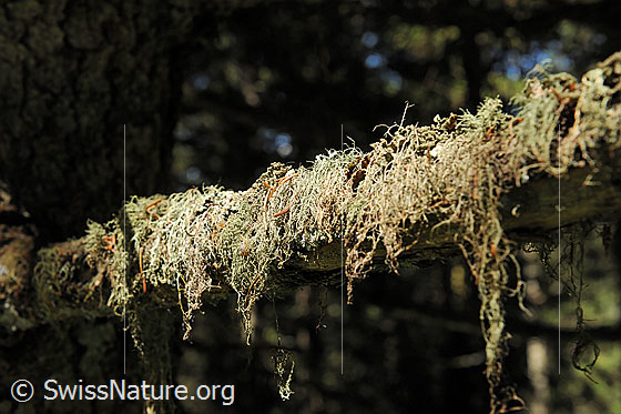 Foto: Bartflechte an einem Ast.
Lat.: Usnea
Familie: Parmeliaceae (Strauchflechte)