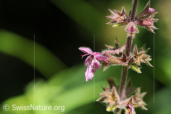 Foto: Wald-Ziest, Blüten
Lat.: Stachys sylvatica
Familie: Lamiaceae