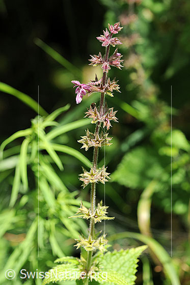 Foto: Wald-Ziest
Lat.: Stachys sylvatica
Familie: Lamiaceae