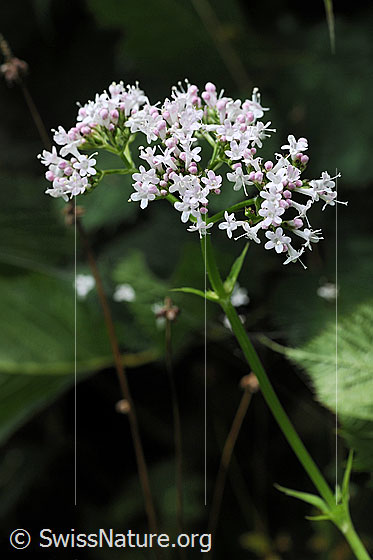 Gebräuchlicher Baldrian (Valeriana officinalis)