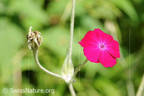 Kranz-Lichtnelke (Silene coronaria)