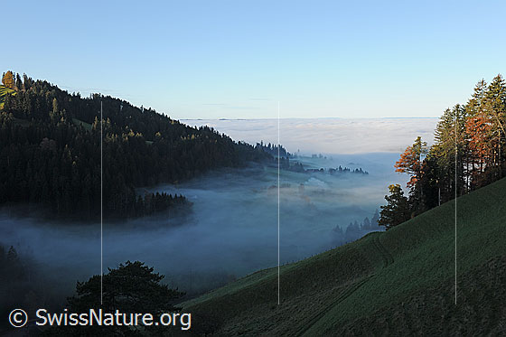 Foto: Nebelgrenze im Emmental. Nebelschwaden ziehen in ein schmales Tal. Durch Nebelschleier sind Wälder und Weiden zu sehen. Es herrscht eine geheimnisvolle Herbststimmung. Über dem Mittelland liegt ein geschlossenes Nebelmeer.