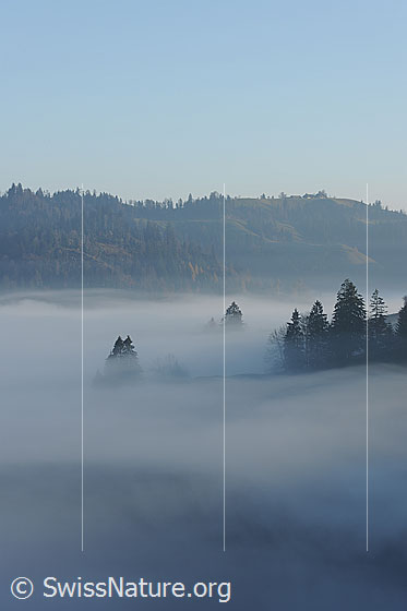 Foto: Geheimnisvolle Nebelstimmung in den Emmentaler Wäldern.
Nebelschwaden ziehen durch die Tannenspitzen an der Nebelgrenze.